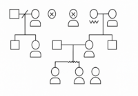 ¿Qué es un genograma y por qué deberías usarlo en una empresa familiar?