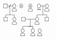 ¿Qué es un genograma y por qué deberías usarlo en una empresa familiar?